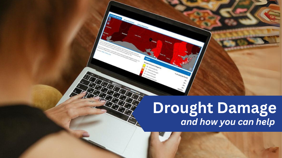 Drought Damage and how you can help